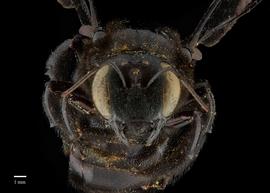  Xylocopa fenestratanbsp;female face, photo: J. Scott Adams 

