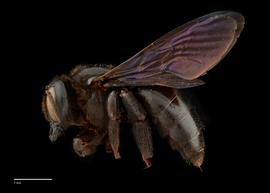  Xylocopa fenestratanbsp;female lateral, photo: Brooke Bagot 
