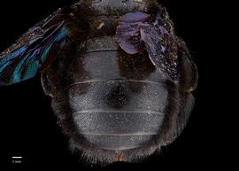  Xylocopa sp., female, abdomen, habitus, photo: Brooke Bagot 

