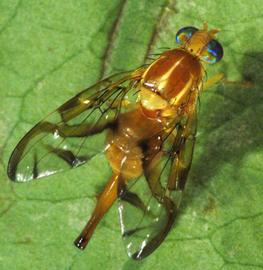  female Mexican fruit fly; photo by Jeffrey W. Lotz, Florida Department of Agriculture and Consumer Services 