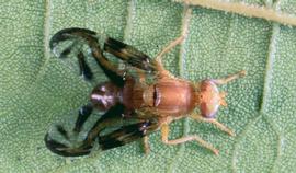  male Caribbean fruit fly adult; photo courtesy of Florida Division of Plant Industry Archive, Florida Department of Agriculture and Consumer Services,  www.bugwood.org 
