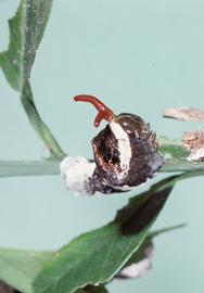  giant swallowtail larva; photo by Gerald J. Lenhard, Louiana State University,  www.bugwood.org 
