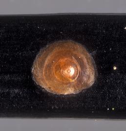  California red scale; photo by Lyle Buss, Department of Entomology and Nematology, University of Florida 