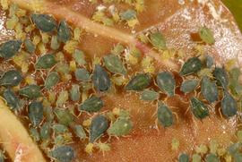  cotton aphid; photo by Lyle Buss, Department of Entomology and Nematology, University of Florida 