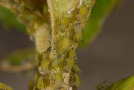  spirea aphids; photo by Lyle Buss, Department of Entomology and Nematology, University of Florida 