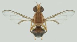   Bactrocera  sp. adult; photo by Natasha Wright, courtesy of Dr. Gary Steck, Florida Department of Agriculture and Consumer Services. 