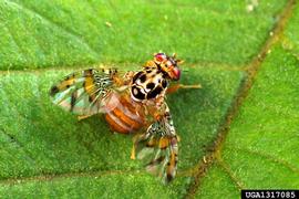  Mediterranean fruit fly adult; photo by Scott Bauer, United States Department of Agriculture, Agricultural Research Service,  www.invasive.org 
