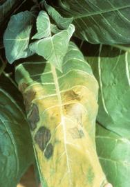  brown marmorated stink bug damage to tobacco leaf; photo courtesy of R.J. Reynolds Tobacco Company,  www.bugwood.org 

