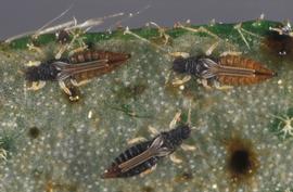  greenhouse thrips; photo by Lyle Buss, Department of Entomology and Nematology, University of Florida 