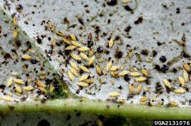  greenhouse thrips; photo by David Cappaert, Michigan State University,  www.invasive.org 
