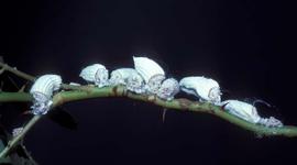  cottony cushion scale adults; photo by Sturgis McKeever, Georgia Southern University,  www.bugwood.org 
