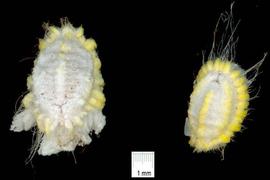  Seychelles scale; photo by Graeme Cocks, http://gvcocks.homeip.net/Hemiptera/Margarodidae/icerya_seychellarum.htm
