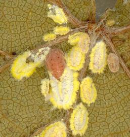  Seychelles scale; photo by Graeme Cocks, http://gvcocks.homeip.net/Hemiptera/Margarodidae/icerya_seychellarum.htm
