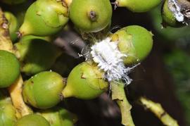  Seychelles scale; photo by Pisuth Ek-Amnuay, Siam Insect Zoo amp; Museum, Chiang Mai, Thailand 