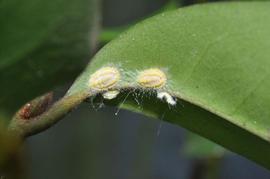  Seychelles scale; photo by Pisuth Ek-Amnuay, Siam Insect Zoo amp; Museum, Chiang Mai, Thailand 