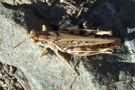  devastating grasshopper adult female; photo by Eugene Zelenko 
