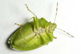  southern green stink bug adult; photo by Herb Pilcher, USDA ARS,  www.forestryimages.org 

