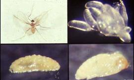  citrus gall midge life stages - clockwise from top left: adult, eggs, pupa, larva; photo by Rita Duncan and courtesy of Dr. Raymond Gagne, University of Florida 