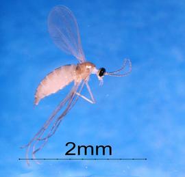  Swede midge ( Contarinia nasturtii ),relative of citrus gall midge and very similar in appearance; photo by Susan Ellis, USDA APHIS PPQ,  www.bugwood.org 
