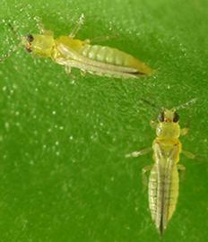  South African bean thrips; photo courtesy of Queensland Government Primary Industries and Fisheries, New Zealand 