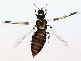  North American bean thrips; photo courtesy of M.S. Hoddle, L.A. Mound, and D.L. Paris,  Thrips of California 

