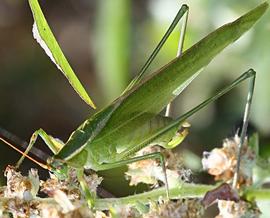  fork-tailed bush katydid adult; photo by Rick Shackleton, bugguide.net 