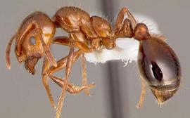  red imported fire ant; photo by April Noble.  www.ipmimages.org 
