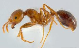  red imported fire ant; photo courtesy of Pest and Diseases Image Library,  www.ipmimages.org 
