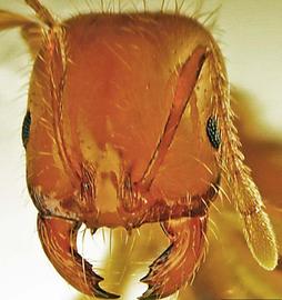  southern fire ant; photo by Kira Metz, USDA APHIS PPQ,  www.ipmimages.org 
