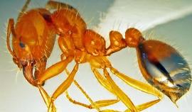  southern fire ant; photo by Kira Metz, USDA APHIS PPQ,  www.ipmimages.org 
