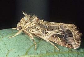  cotton cutworm adult; photo by Merle Shepard, Gerald R.Carner, and P.A.C Ooi, Insects and Their Natural Enemies Associated with Vegetables and Soybean in Southeast Asia,  www.bugwood.org 
