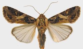  cotton cutworm adult; photo by Natasha Wright. Florida Department of Agriculture and Consumer Services,  www.bugwood.org 
