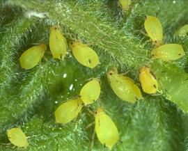  spirea aphids; photo by S. Joshi and J. Poorani. Aphids of Karnataka, www.aphidweb.com
