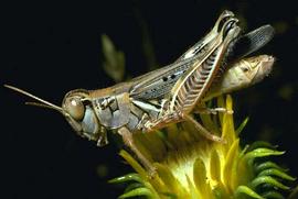  devastating grasshopper adult; photo courtesy of UniProt Taxonomy, www.images.enature.com
