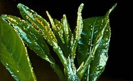  leaves infested with African citrus psyllids; photo courtesy of  EPPO Photo Gallery 
