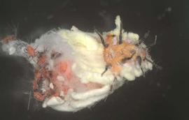  cottony cushion scale gravid adult female; photo by Lorraine Graney, Bartlett Tree Experts,  www.bugwood.org 
