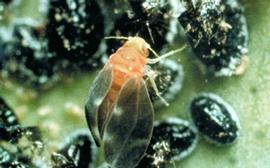  citrus blackfly adult and pupae; photo courtesy of Bayer Pflanzenschutz,  www.bugwood.org 
