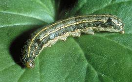  Egyptian cottonworm larva; photo by Biologische Bundesanstalt für Land- und Forstwirtschaft Archive,  www.bugwood.org 
