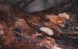  northern citrus root weevil larva; photo by Jerry A. Payne, USDA ARS,  www.bugwood.org 
