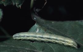  Beet armyworm larva; photo by Alton N. Sparks, Jr., University of Georgia, www.bugwood.org 