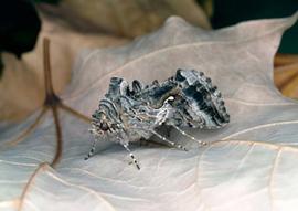  newly emerged cabbage looper adult; photo by Joseph Berger,  www.bugwood.org 
