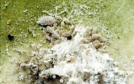 Comstock mealybugs; photo courtesy of Clemson University, USDA Cooperative Extension Slide Series,  www.bugwood.org 

