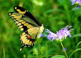  giant swallowtail adult; photo by David Cappaert, Michigan State University,  www.bugwood.org 
