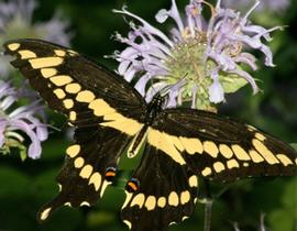  giant swallowtail adult; photo by David Cappaert, Michigan State University,  www.bugwood.org 
