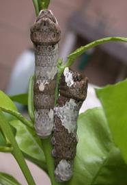  giant swallowtail larvae; photo by Jonathan Armstrong, University of Southern California,  www.bugwood.org 
