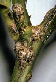  citricola scales; photo courtesy of United States National Collection of Scale Insects Photographs Archive, USDA Agricultural Research Service,  www.bugwood.org 
