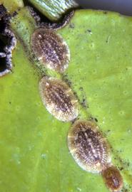  citricola scales; photo courtesy of United States National Collection of Scale Insects Photographs Archive, USDA Agricultural Research Service,  www.bugwood.org 
