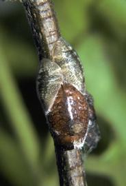  citricola scales; photo courtesy of United States National Collection of Scale Insects Photographs Archive, USDA Agricultural Research Service,  www.bugwood.org 
