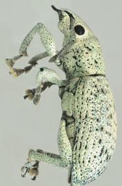  little leaf notcher adult; photo by Natasha Wright, Florida Department of Agriculture and Consumer Services,  www.bugwood.org 
