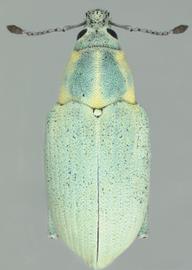  southern citrus root weevil adult; photo by Natasha Wright, Florida Department of Agriculture and Consumer Services,  www.bugwood.org 
